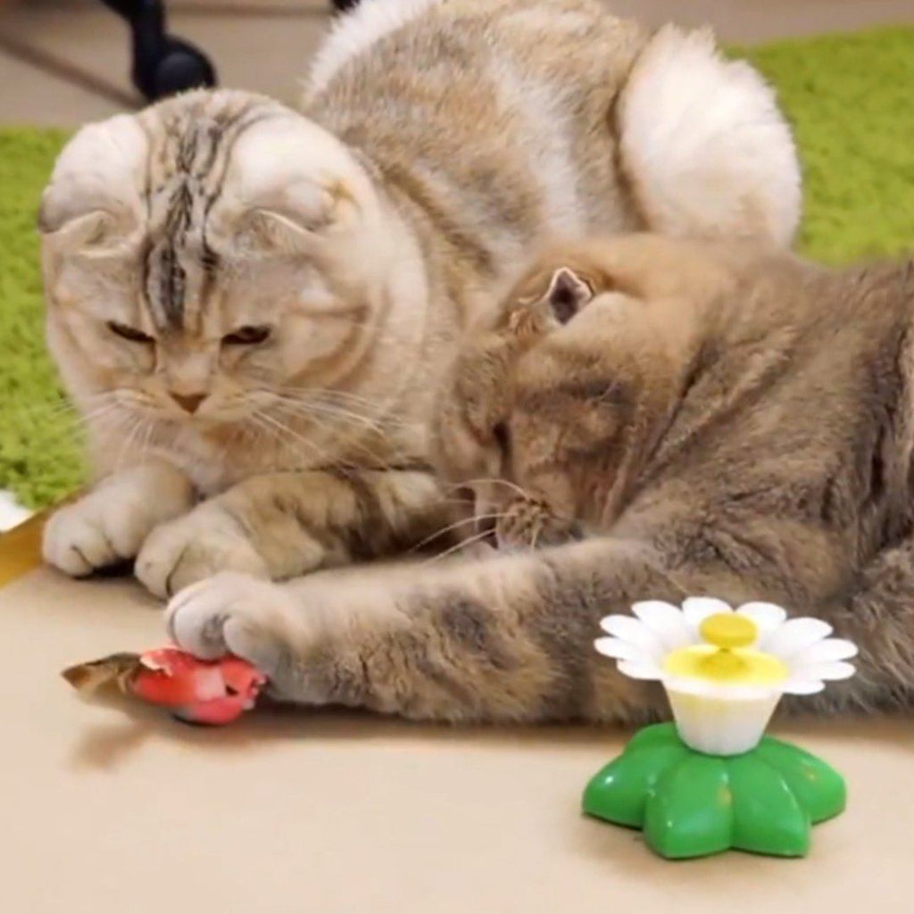 Cute Electric Butterfly/Bird Cat Teaser Toy Cat Toys Pet Clever 