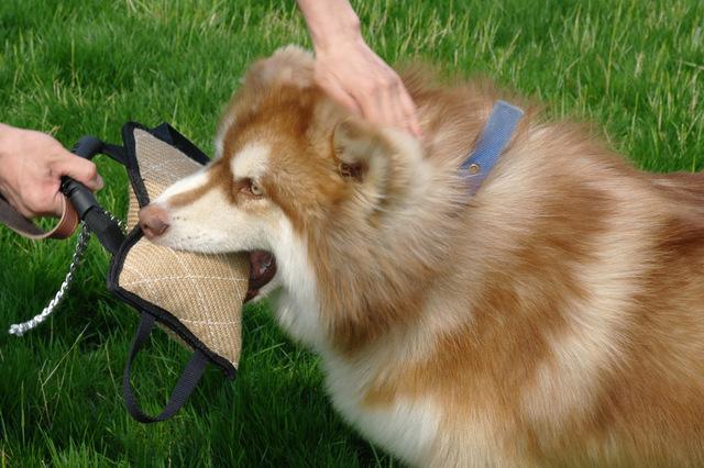 Dog Training Bite Tug Pillow Sleeve Dog Toys Sport & Training Pet Clever 4 