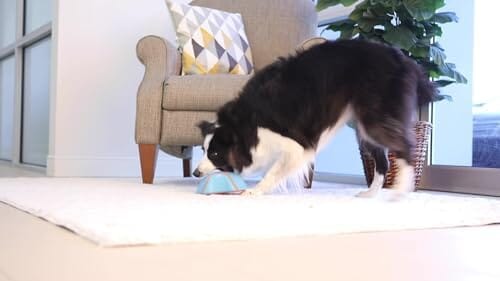 Indoor Super Slider Dog Self Fetch Squeaker Toy