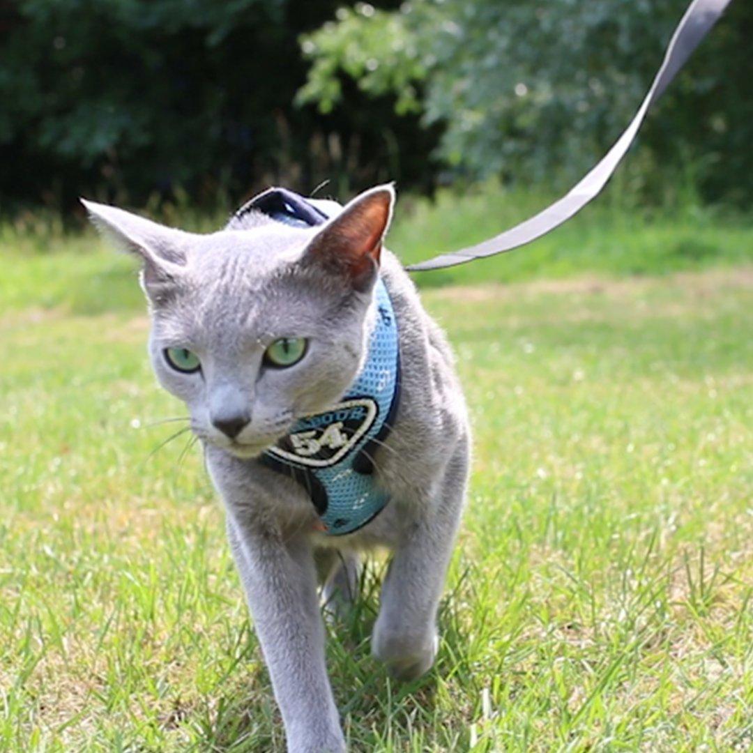 Pet Clever Adventure Harness Leash - US Stock - Prime Shipping Pet Clever Adventure Harness Suit Leash Pet Clever 
