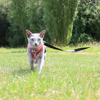 Pet Clever Adventure Harness Leash - US Stock - Prime Shipping Pet Clever Adventure Harness Suit Leash Pet Clever 