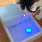 Pet Clever Drinking Fountain For Freshest Water! Cat Bowls & Fountains Pet Clever 