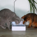 Pet Clever Drinking Fountain For Freshest Water! Cat Bowls & Fountains Pet Clever Full Pack Water Dispenser 