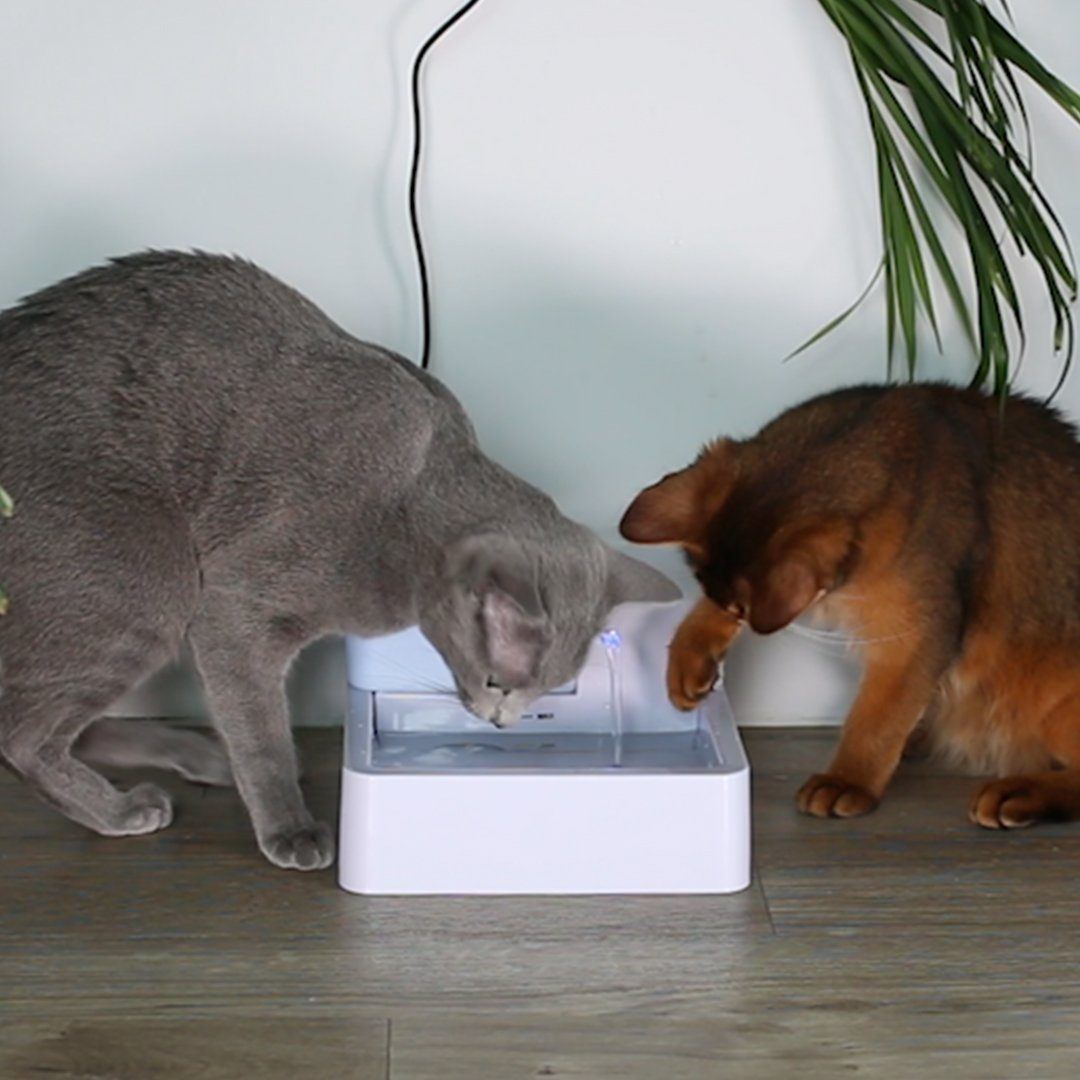 Pet Clever Drinking Fountain For Freshest Water! Cat Bowls & Fountains Pet Clever Full Pack Water Dispenser 