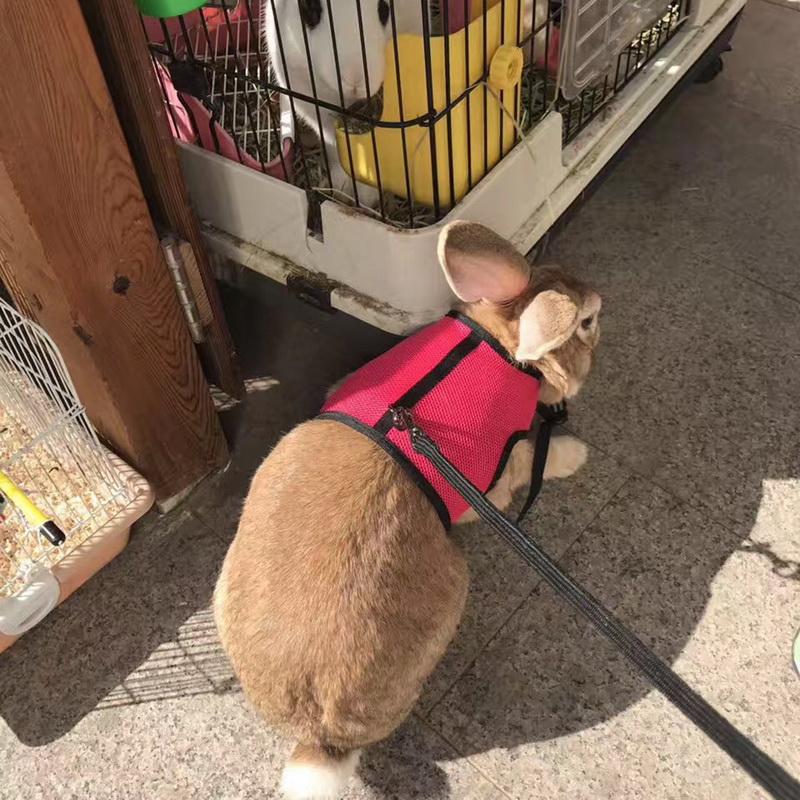 Rabbit Vest Harness With Leash Rabbits Pet Clever 