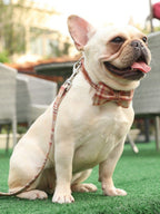 The Orange Plaid™ Fashion Pet Set of Collar & Leash Artist Collars & Harnesses Pet Clever 