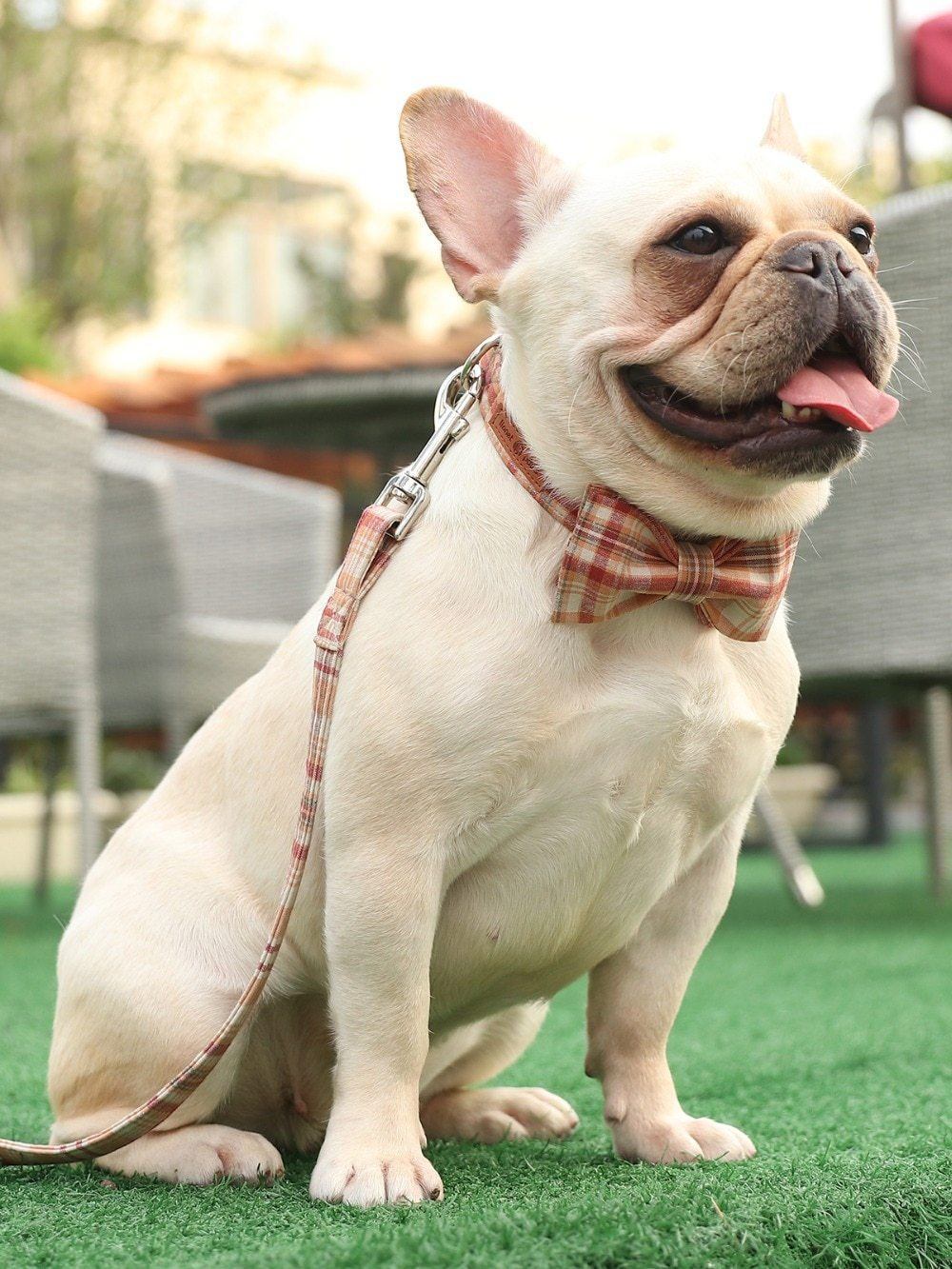 The Orange Plaid™ Fashion Pet Set of Collar & Leash Artist Collars & Harnesses Pet Clever 