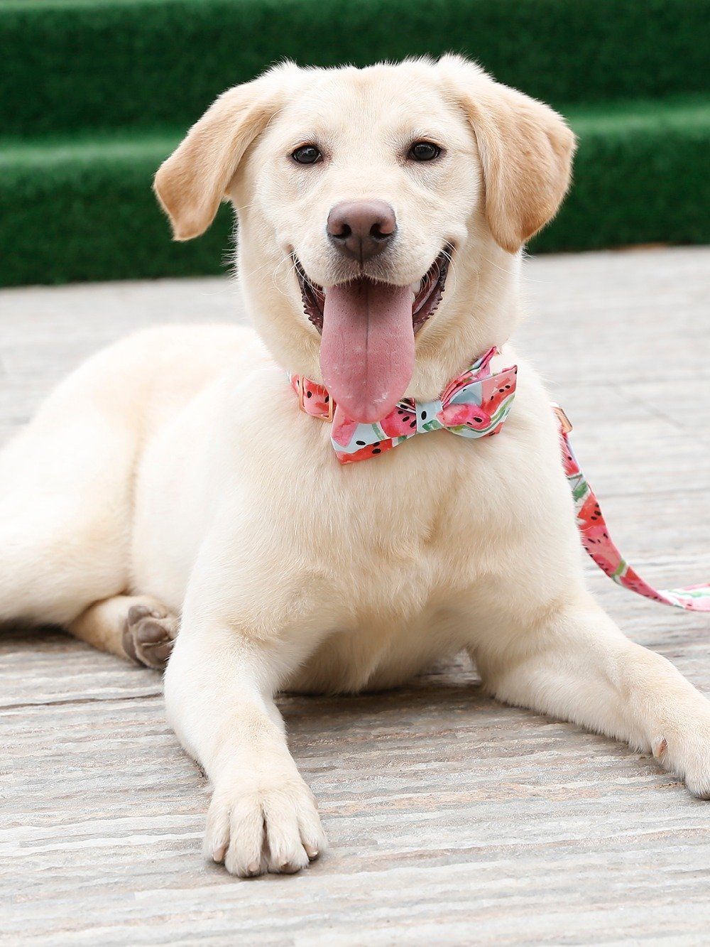 The Watermelon™ Fashion Pet Set of Collar & Leash Artist Collars & Harnesses Pet Clever 